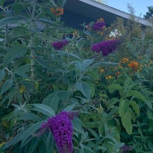 Meet your Posher, Ana